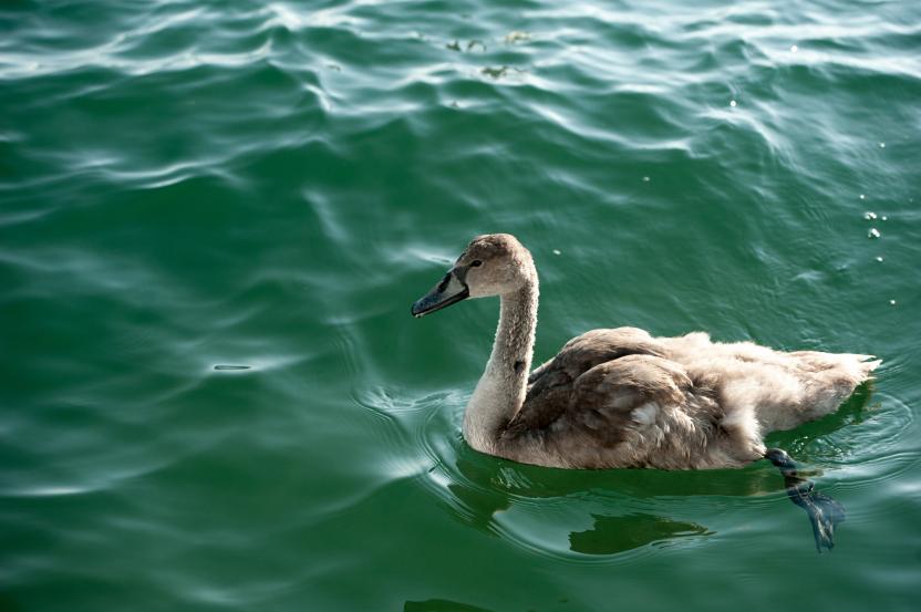 Brown Swan swimming